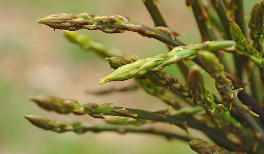 Un Vegetale afrodisiaco – Inizia la raccolta dell’Asparago pungente